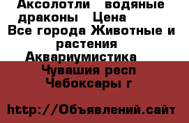 Аксолотли / водяные драконы › Цена ­ 500 - Все города Животные и растения » Аквариумистика   . Чувашия респ.,Чебоксары г.